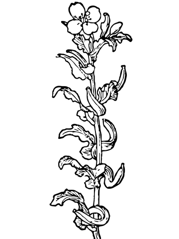 Primrose Flower Coloring Page